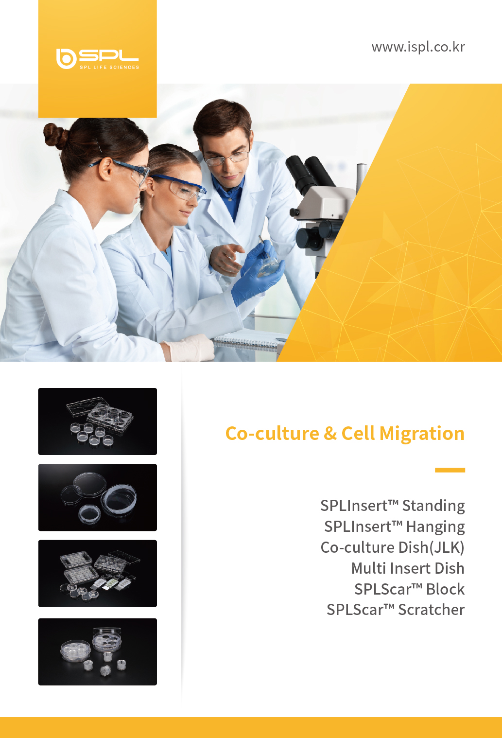 SPL Co-culture and Cell migration